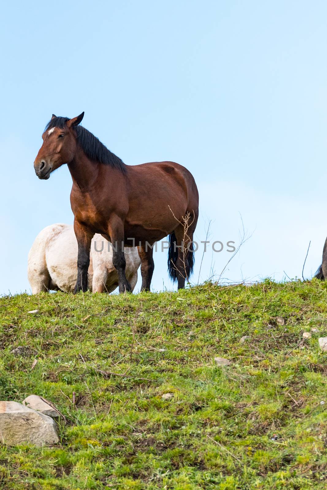 Rural stage with horses in the fields of Canillo in Andorra by martinscphoto