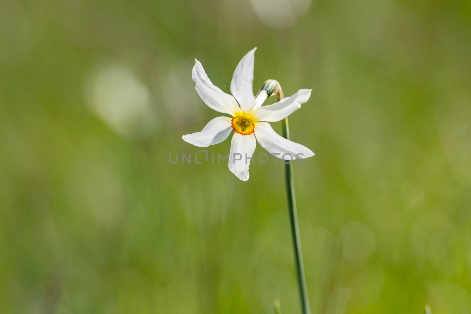 Grandalla. Narcissus poeticus
Symbolic flower of Andorra.