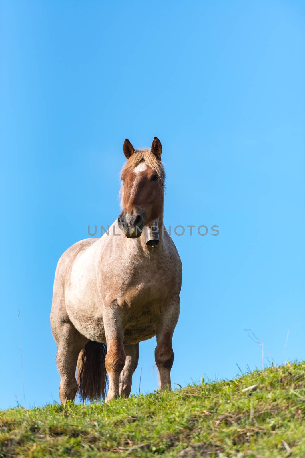 Rural stage with horses in the fields of Canillo in Andorra by martinscphoto