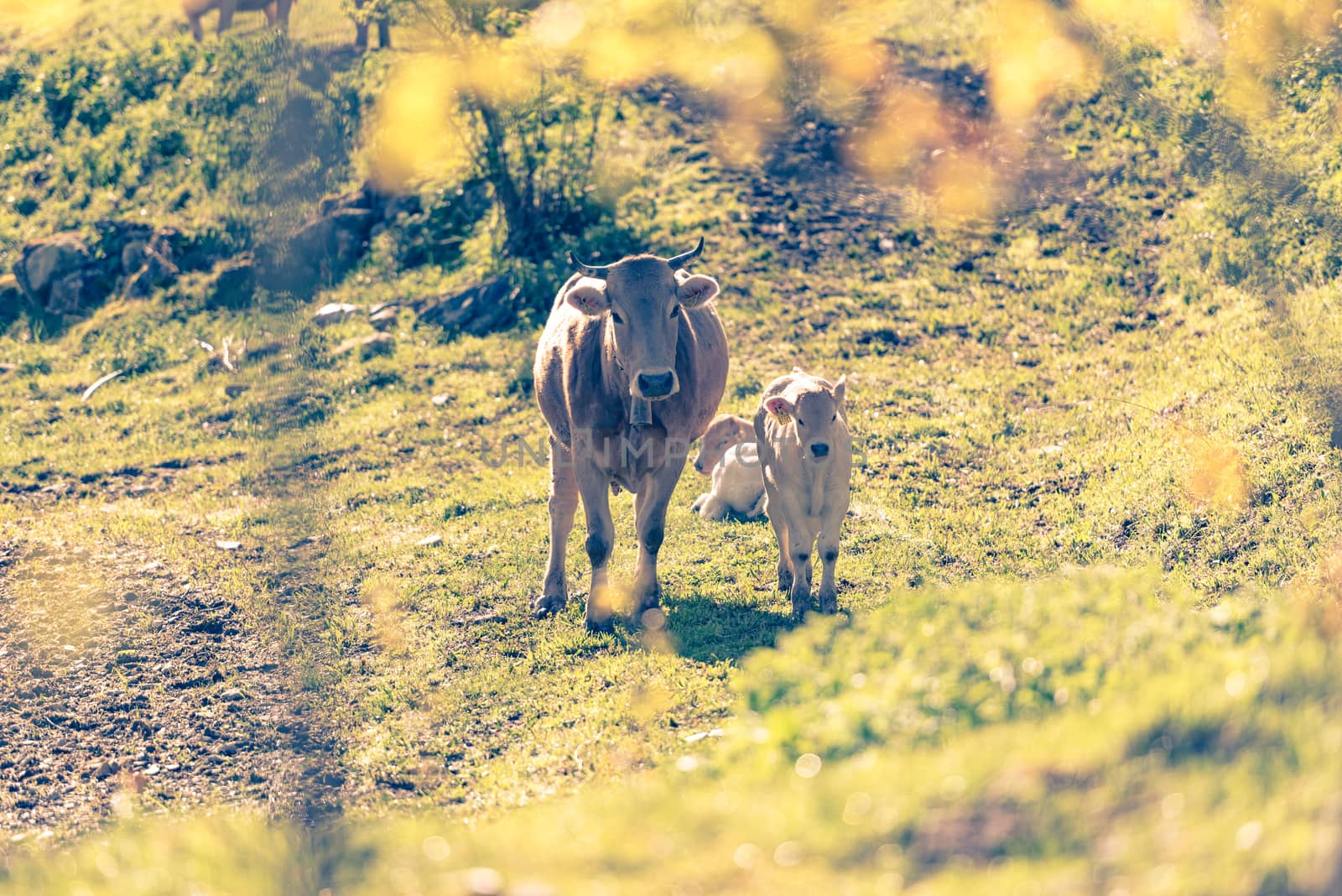 Canillo, Andorra : 2020 May 12 : Cows in the sun in the Canillo countryside in the Pyrenees, Andorra in spring.