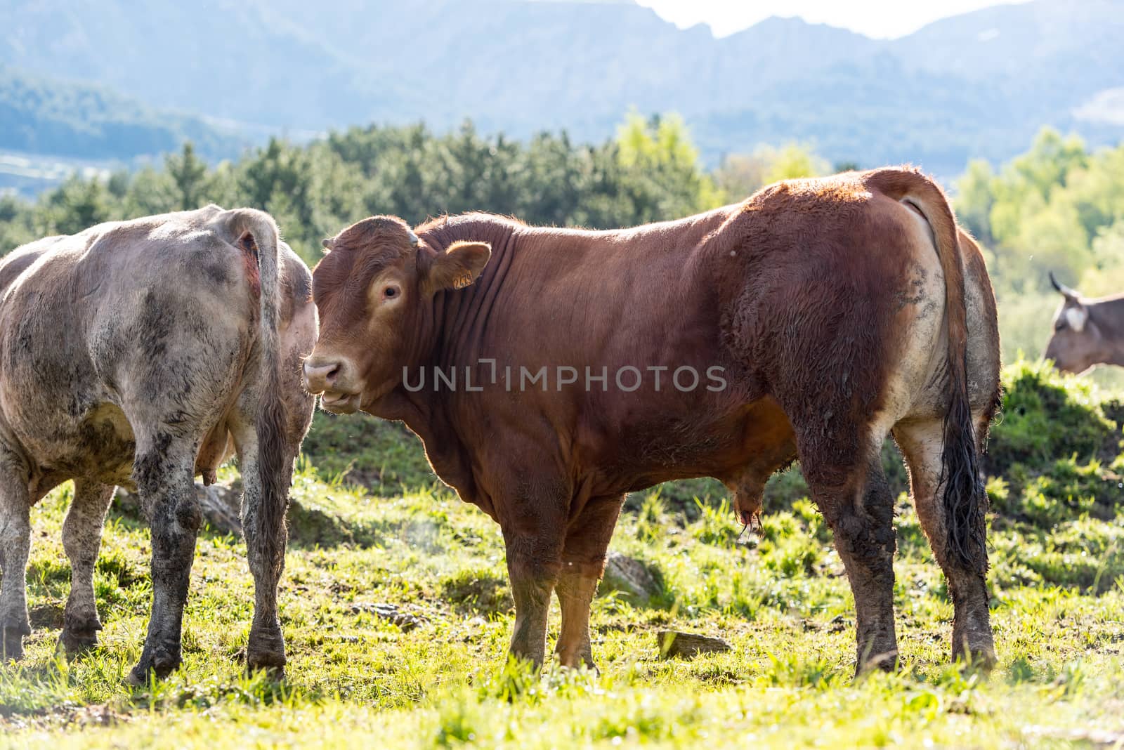 Canillo, Andorra : 2020 May 12 : Cows in the sun in the Canillo countryside in the Pyrenees, Andorra in spring.