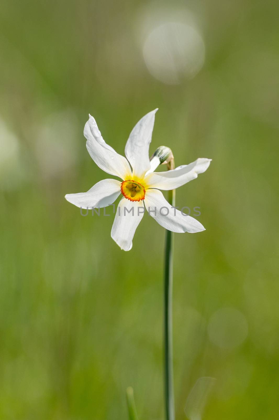 Grandalla. Narcissus poeticus
Symbolic flower of Andorra.