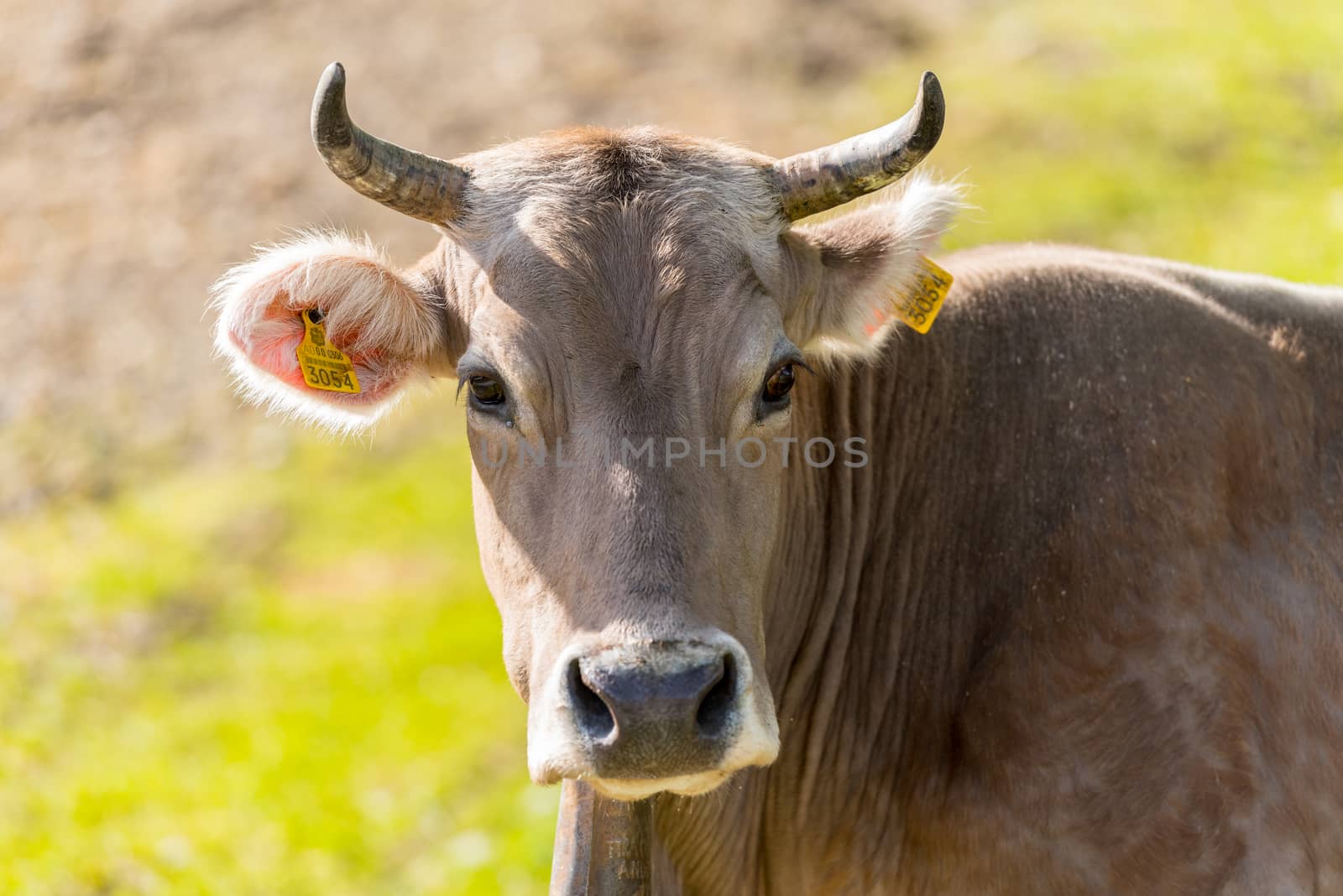 Canillo, Andorra : 2020 May 12 : Cows in the sun in the Canillo countryside in the Pyrenees, Andorra in spring.