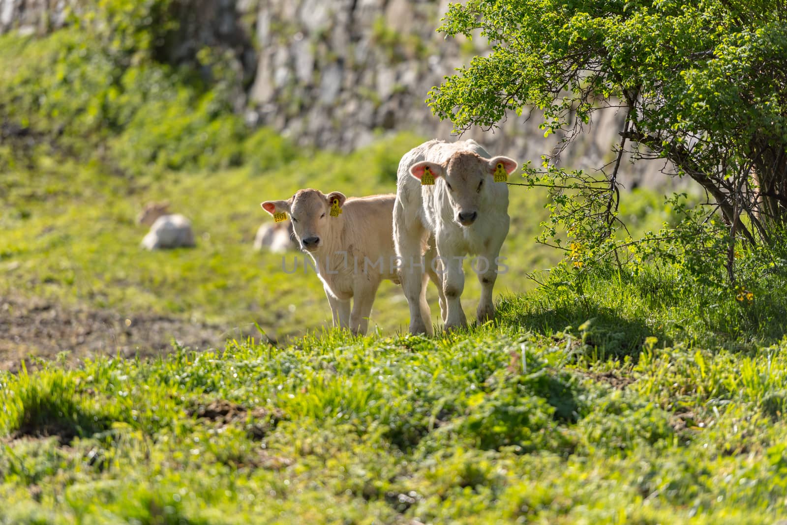 Canillo, Andorra : 2020 May 12 : Cows in the sun in the Canillo countryside in the Pyrenees, Andorra in spring.