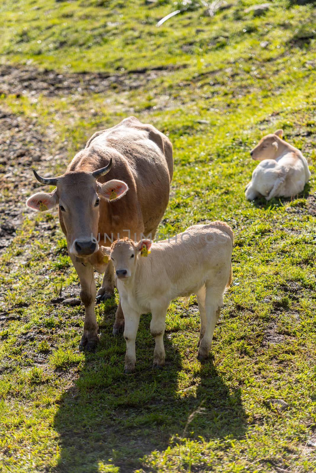 Cows in the sun in the Canillo countryside in the Pyrenees, Ando by martinscphoto