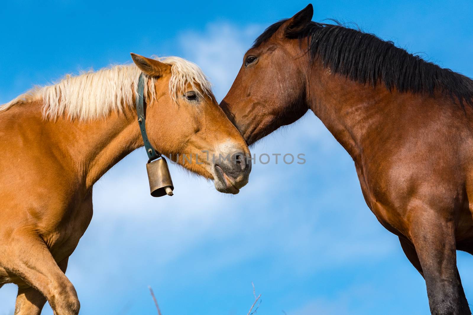 Rural stage with horses in the fields of Canillo in Andorra.