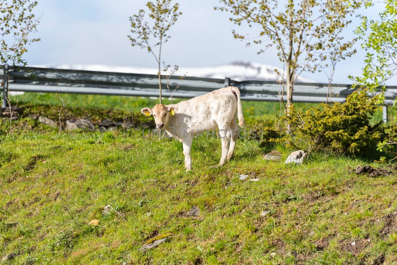 Canillo, Andorra : 2020 May 12 : Cows in the sun in the Canillo countryside in the Pyrenees, Andorra in spring.