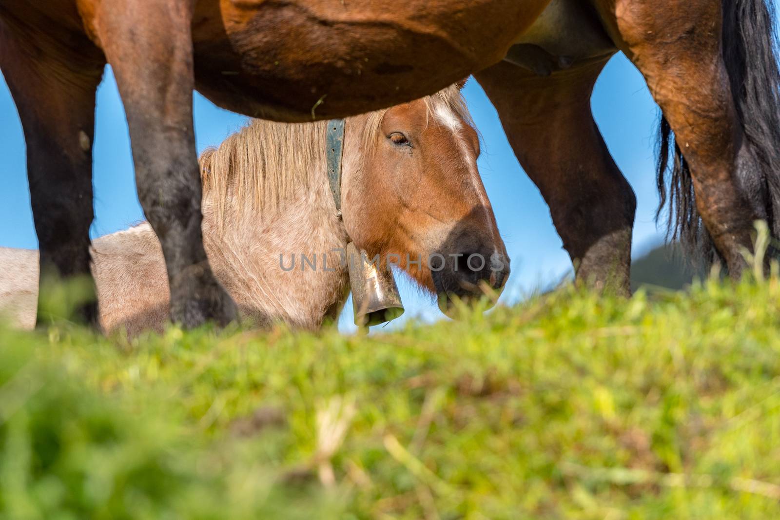 Rural stage with horses in the fields of Canillo in Andorra.