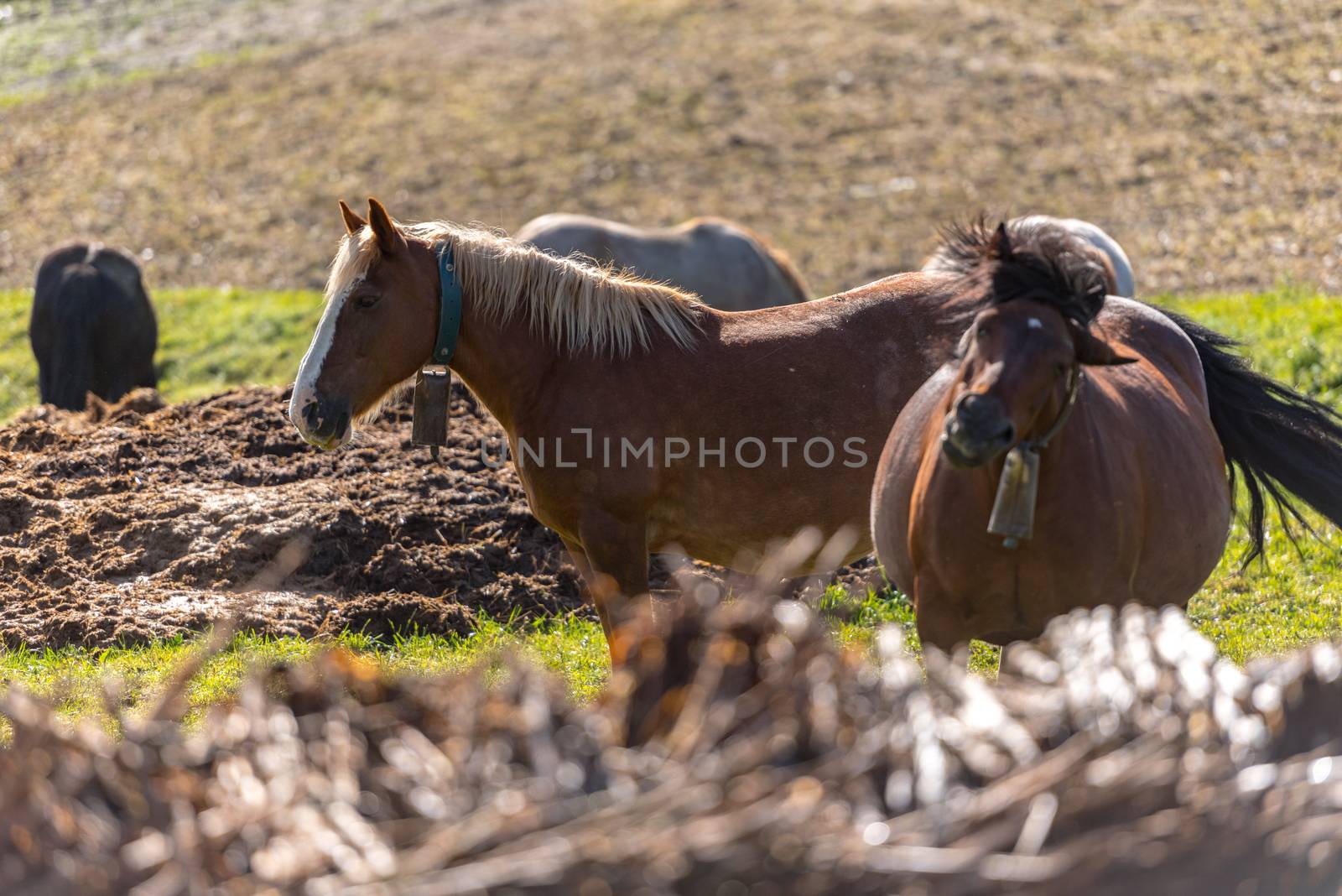 Rural stage with horses in the fields of Canillo in Andorra.