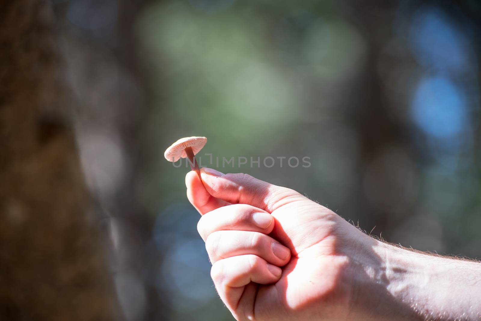 Andorran mushroom found in Canillo, Andorra