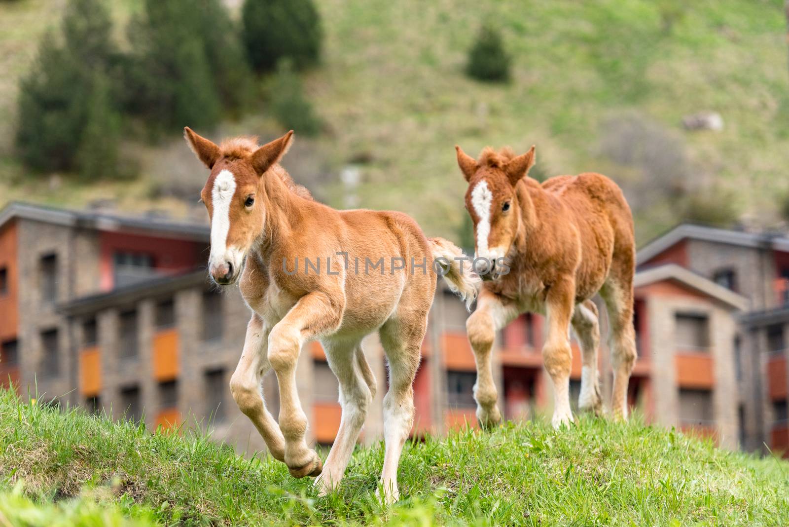 Foals on a summer pasture