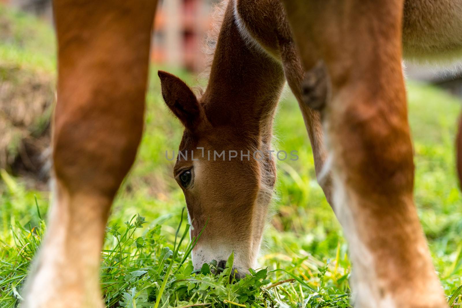 Foals on a summer pasture. by martinscphoto