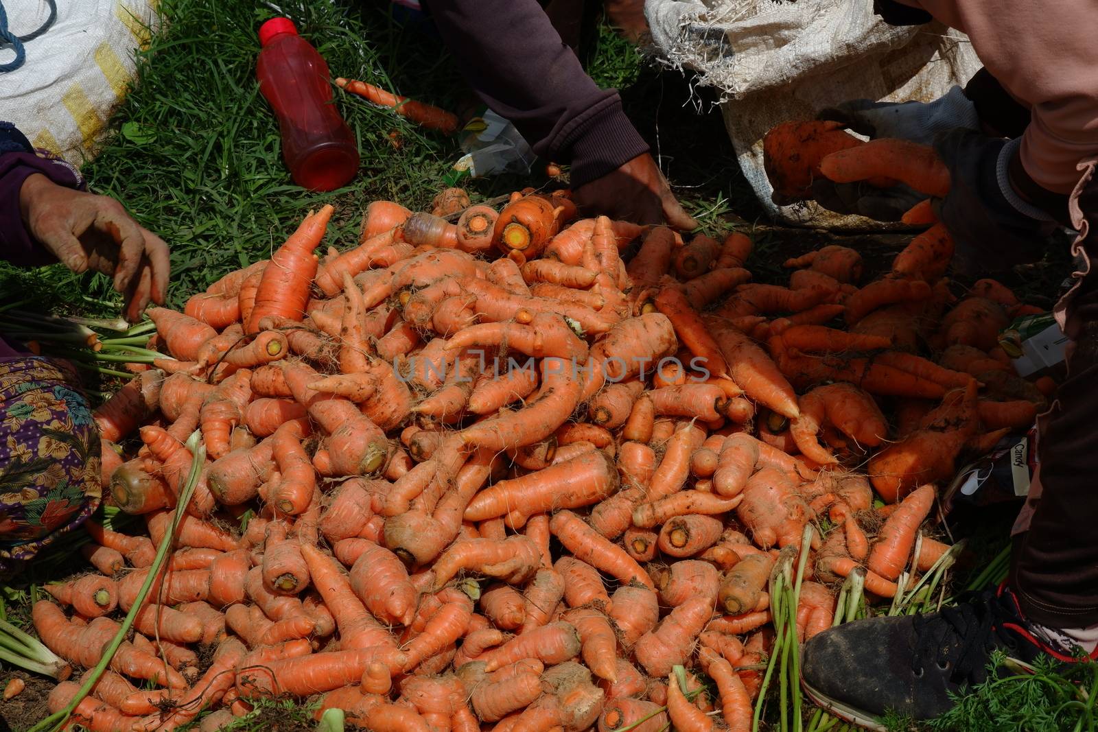 close up image of farmers harvest carrots in the fields, separate the carrots from the leaves and put them in sacks, harvest big carrots and tie them. out of focus