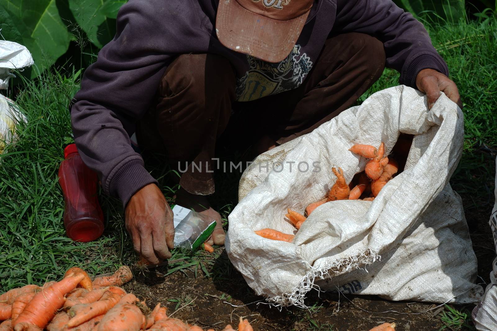 farmers harvest carrots in the fields by pengejarsenja