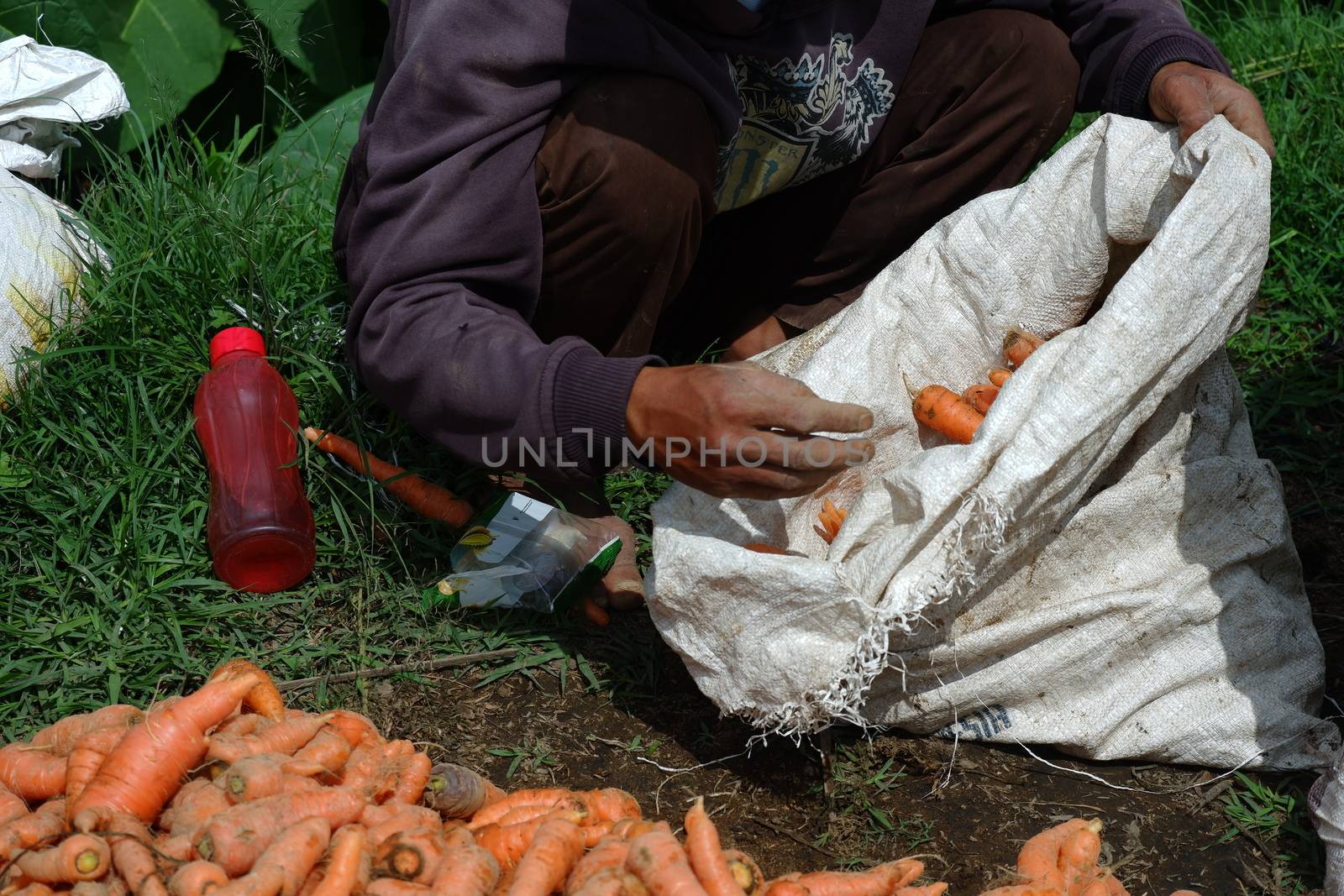 farmers harvest carrots in the fields by pengejarsenja