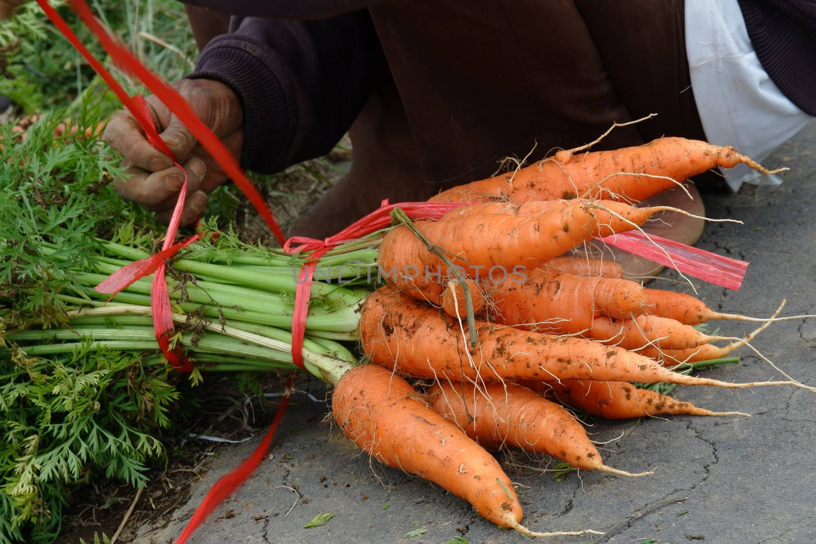 close up image of farmers harvest carrots in the fields, separate the carrots from the leaves and put them in sacks, harvest big carrots and tie them. out of focus