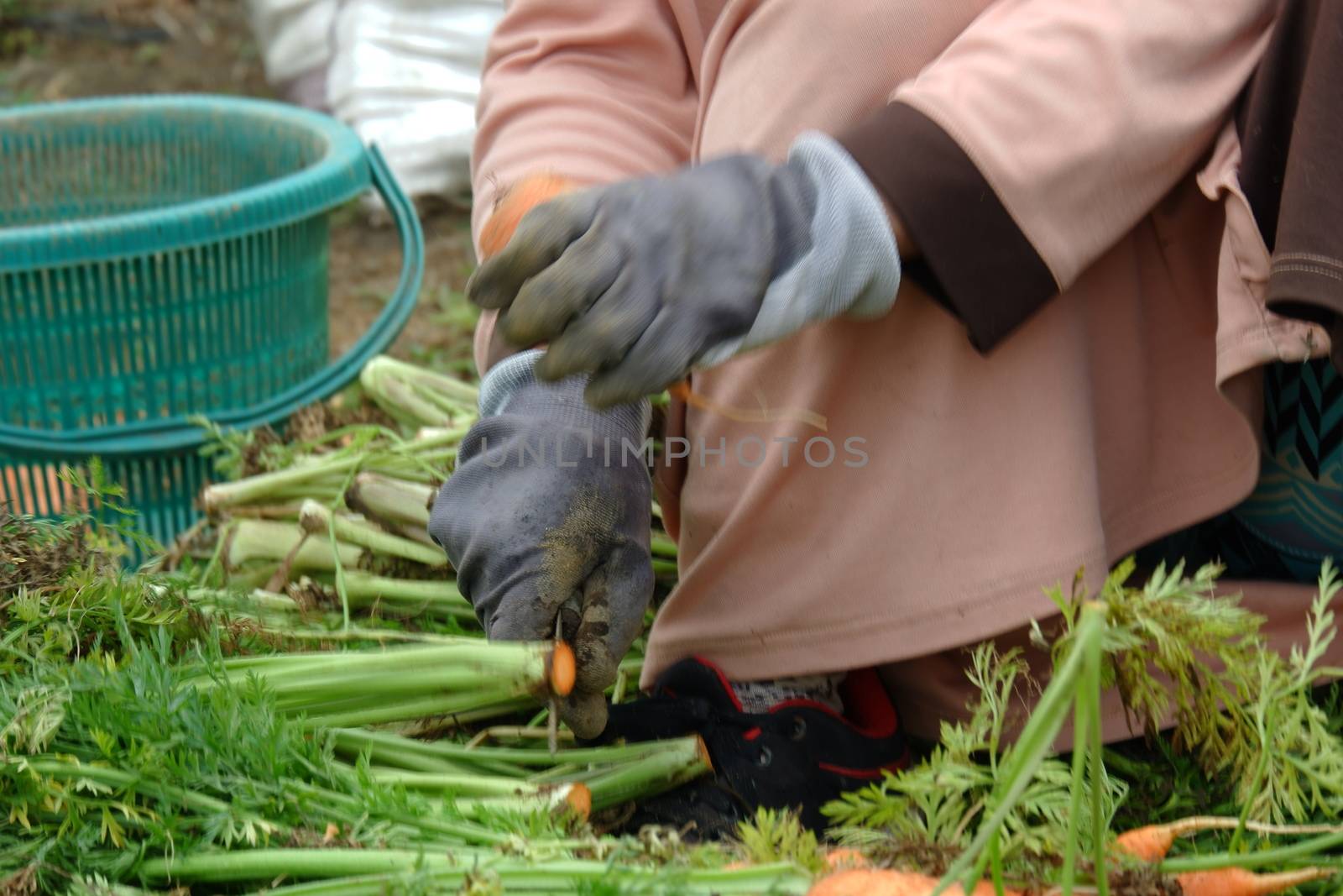 farmers harvest carrots in the fields by pengejarsenja