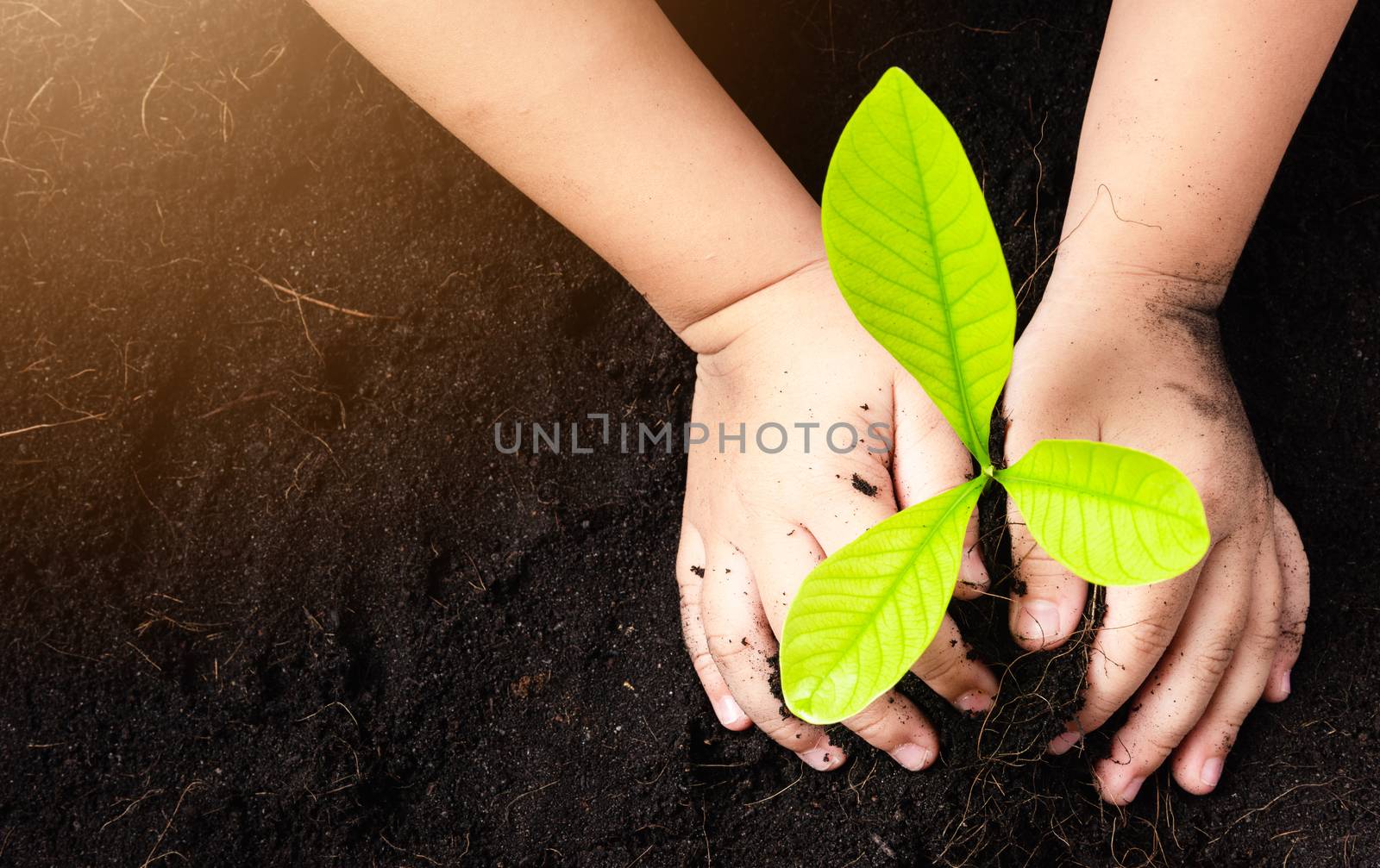 child hand planting young tree seedling on black soil by Sorapop