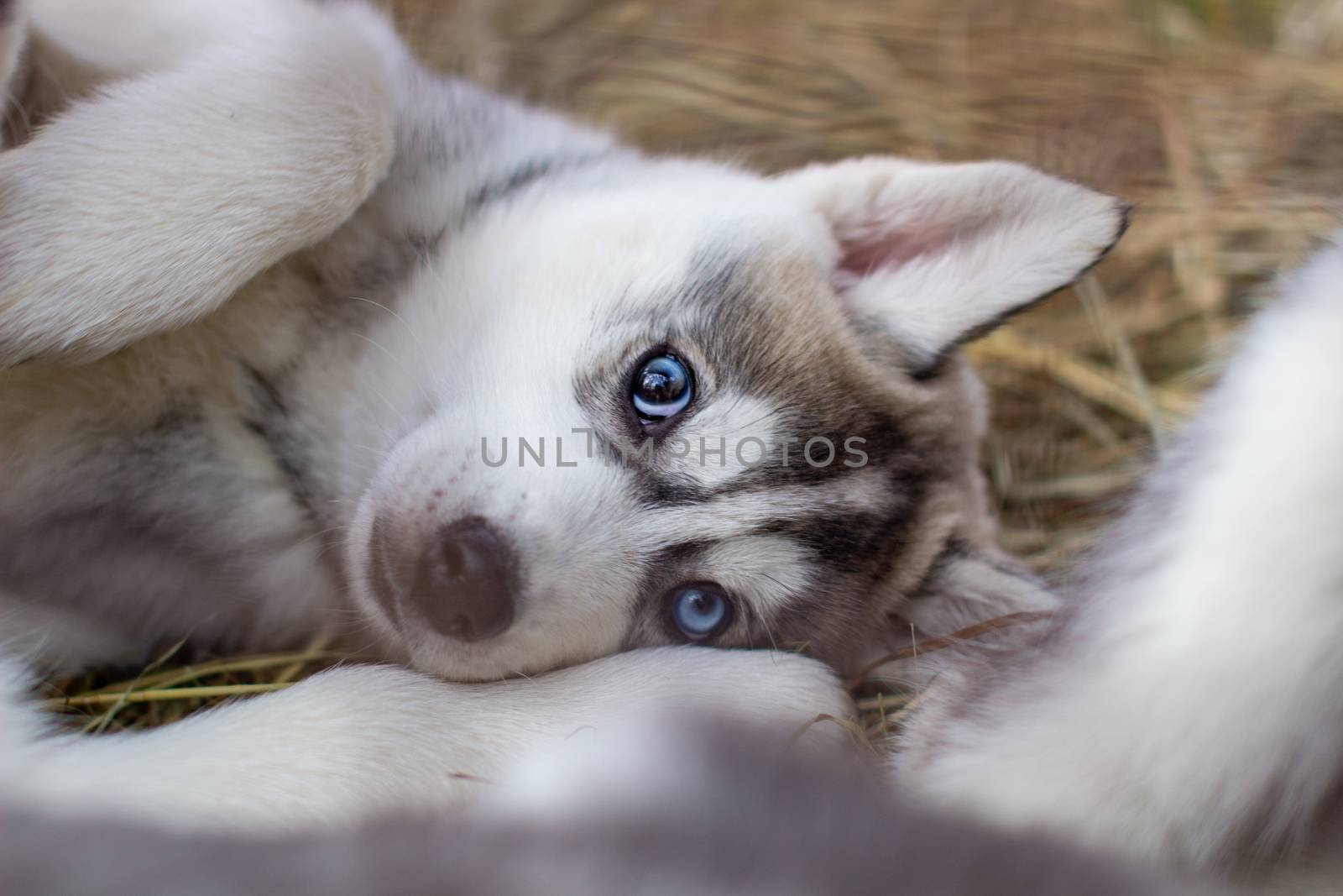 Close-up of husky dog puppies being in a cage and watching. A lone dog in a cage at an animal shelter