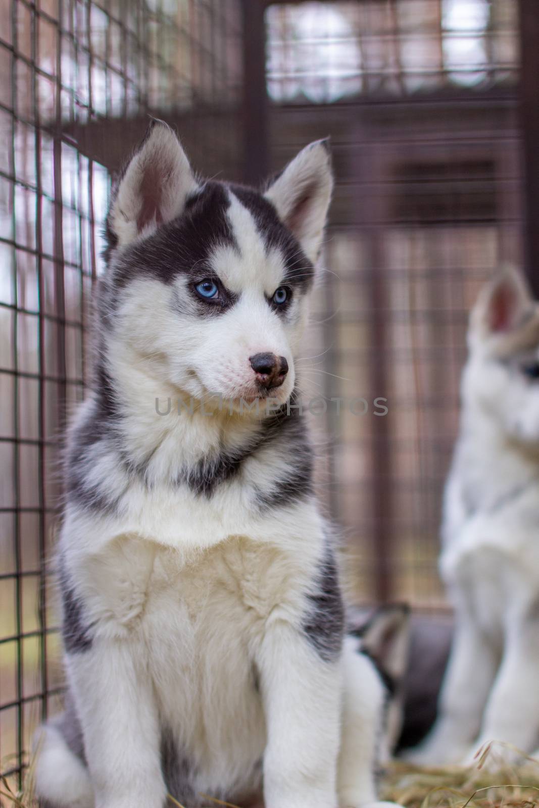 Close-up of husky dog puppies being in a cage and watching. A lone dog in a cage at an animal shelter