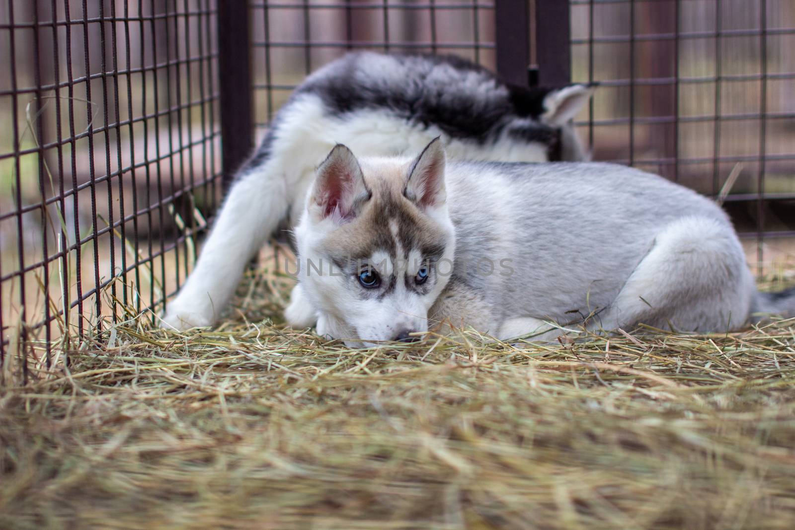 Close-up of husky dog puppies being in a cage and watching. A lone dog in a cage at an animal shelter