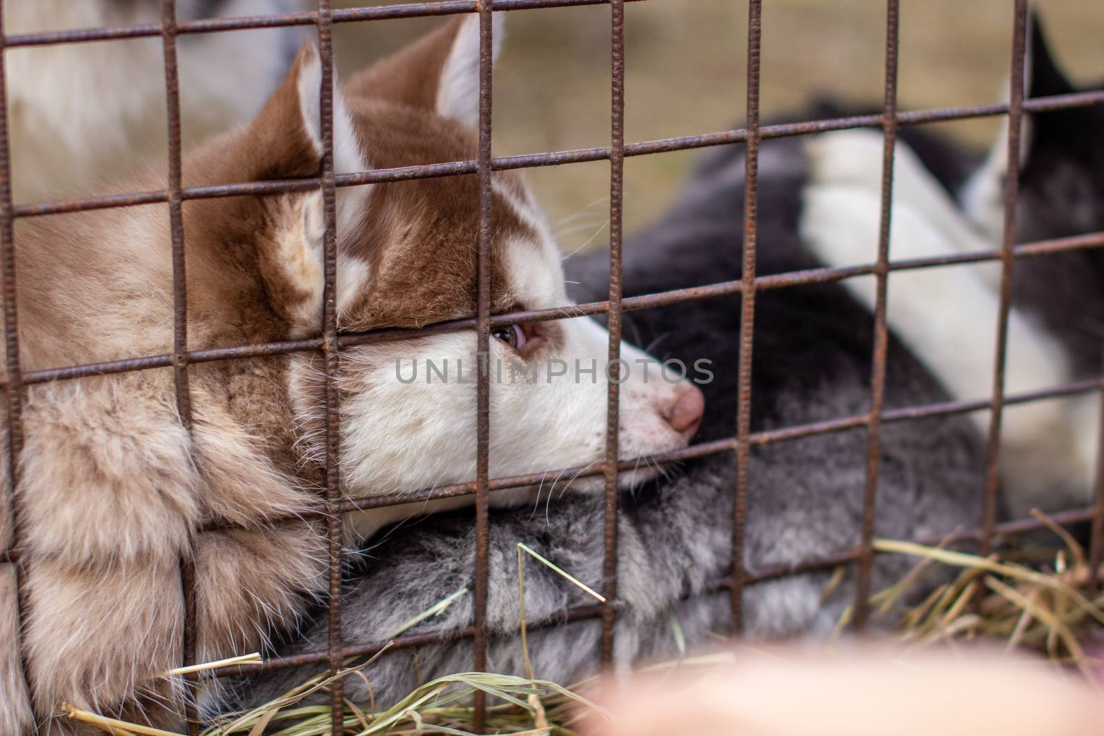 Close-up of husky dog puppies being in a cage and watching. A lone dog in a cage at an animal shelter