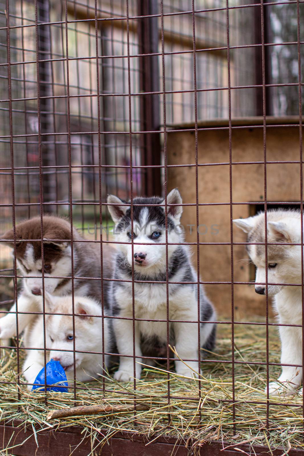 Close-up of beautiful Husky dog puppies being in a cage and looking through the cage. A lone dog in an animal shelter