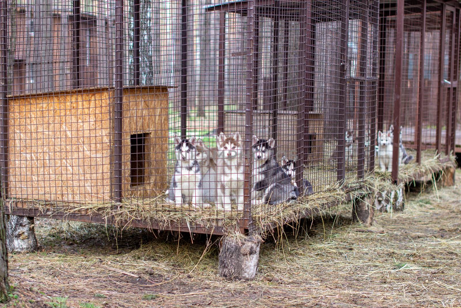 Close-up of beautiful Husky dog puppies being in a cage and looking through the cage. A lone dog in an animal shelter