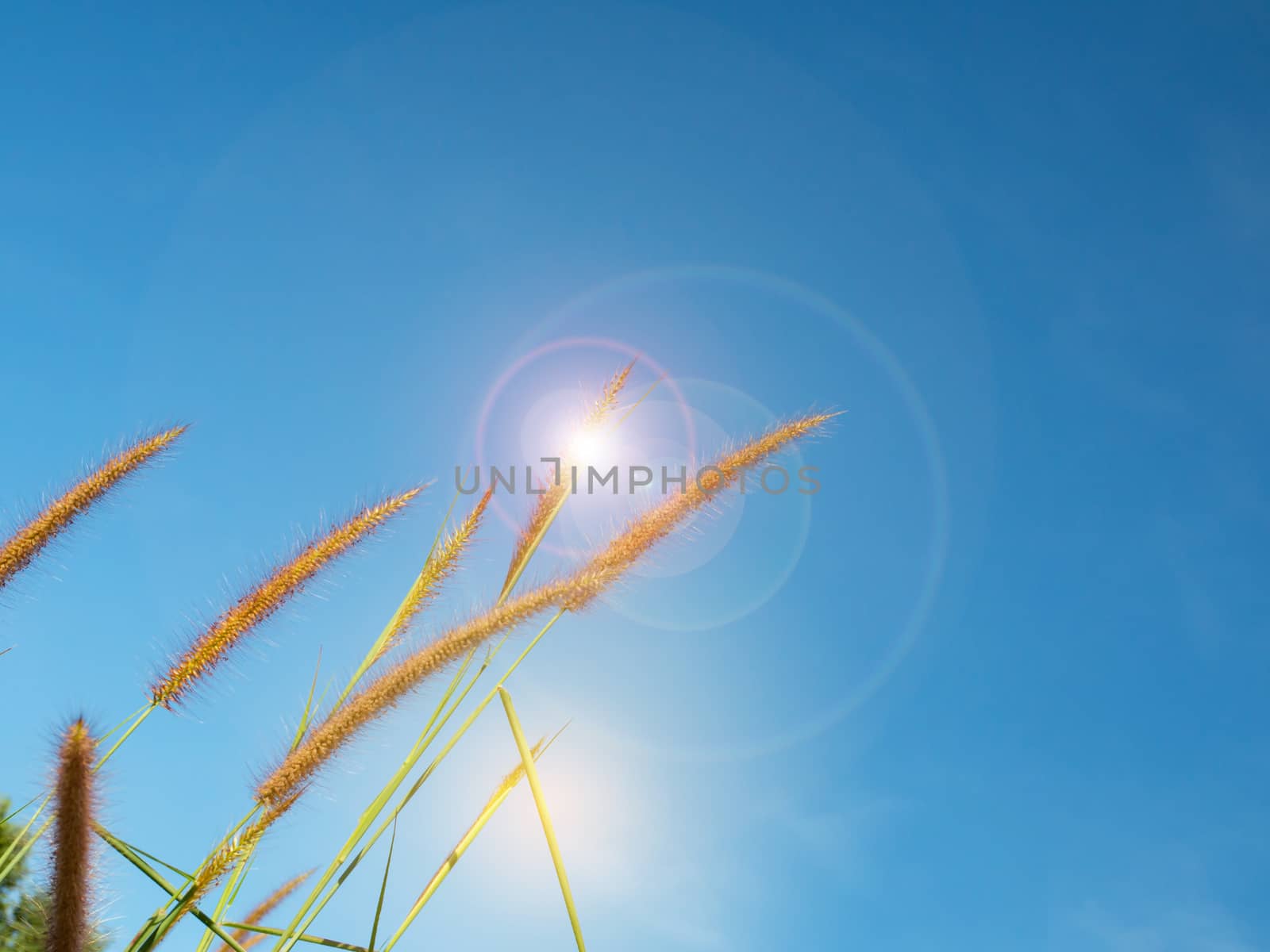 Close up of grass flowers On a sky background.soft focus images. by Unimages2527