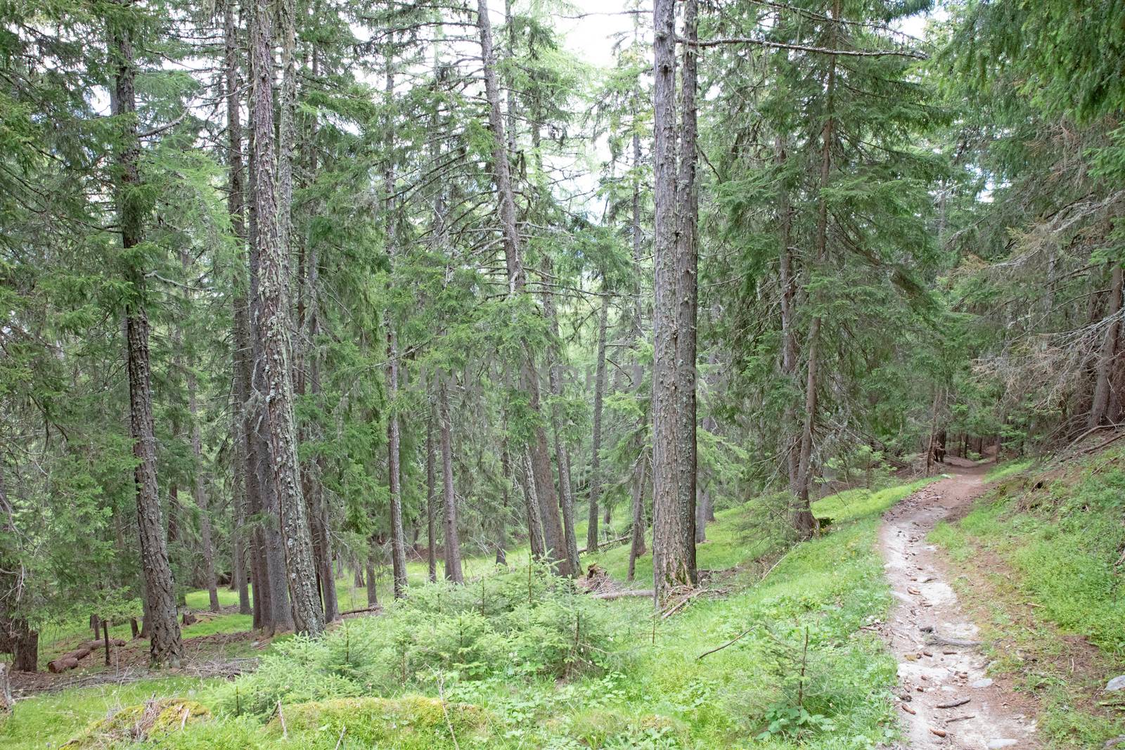 Pathway through the beautiful summer forest by michaklootwijk