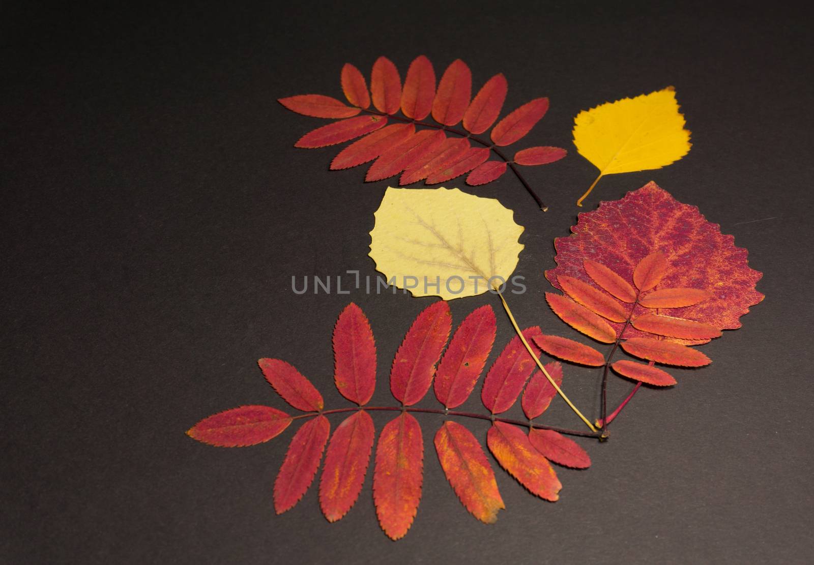 Composition of leaves of rowan, aspen, birch on black background