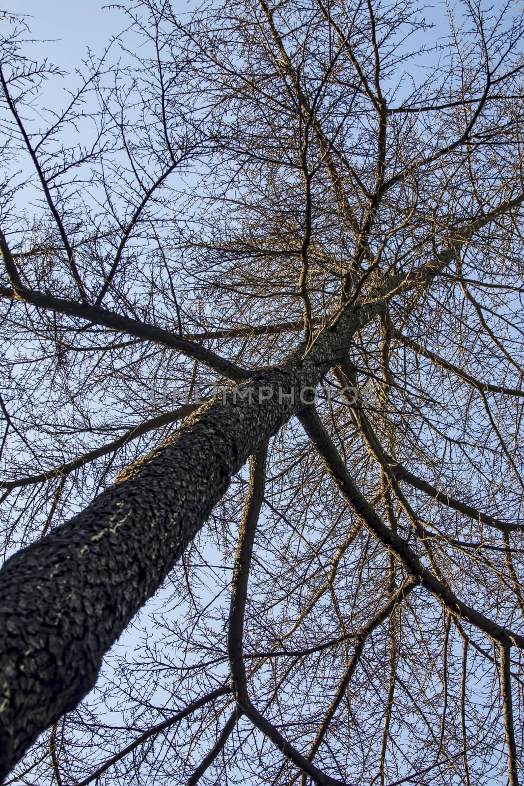 close up tree with sky in nature by yilmazsavaskandag