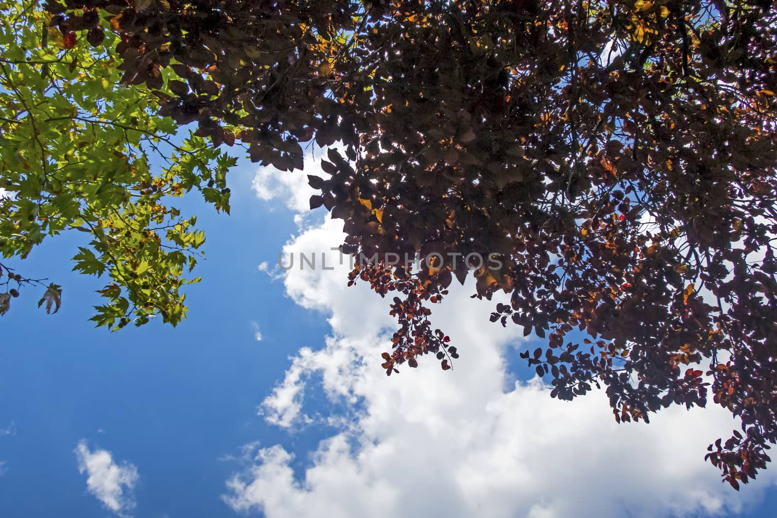 autumn leaves on a tree and blue sky by yilmazsavaskandag