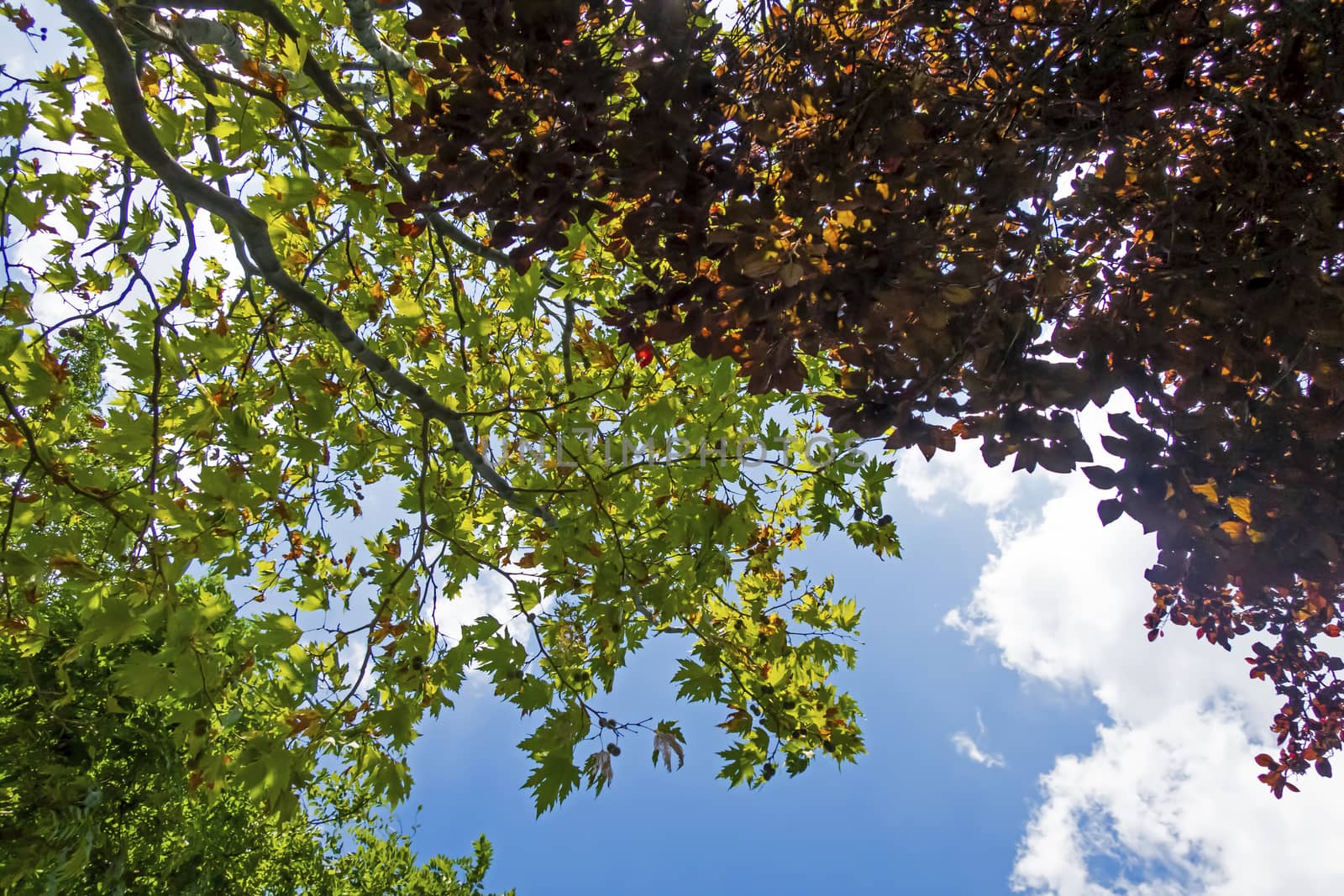 autumn leaves on a tree and blue sky by yilmazsavaskandag