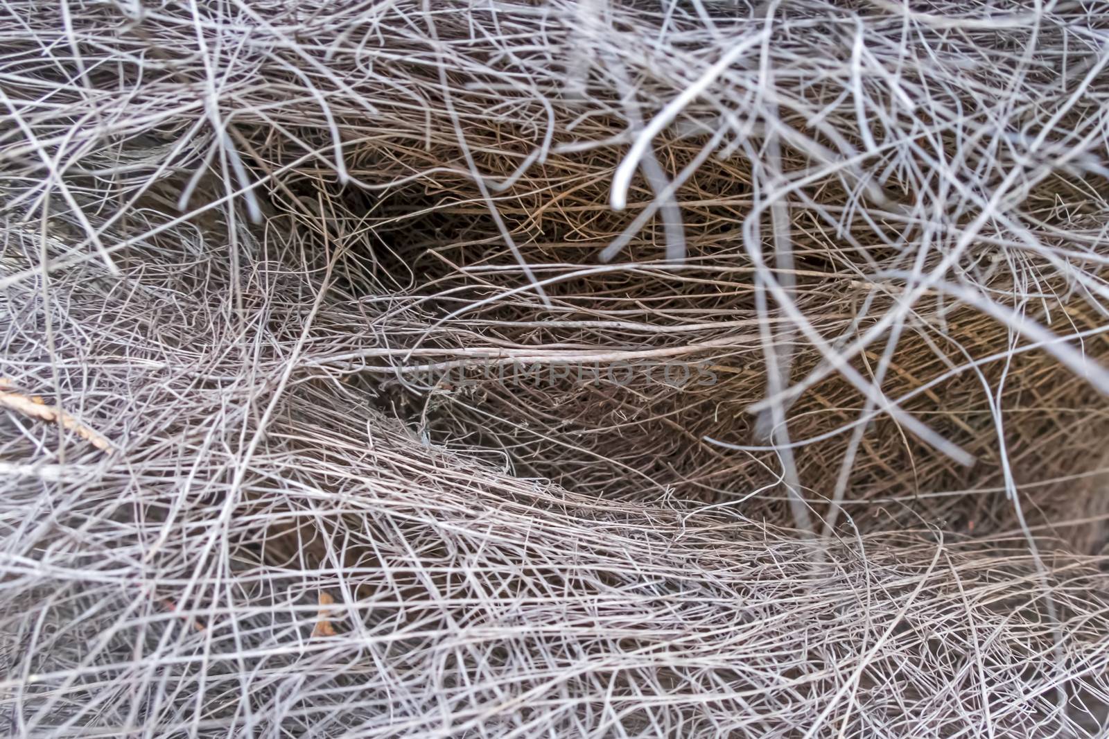 close up bird nest with bushes in nature
