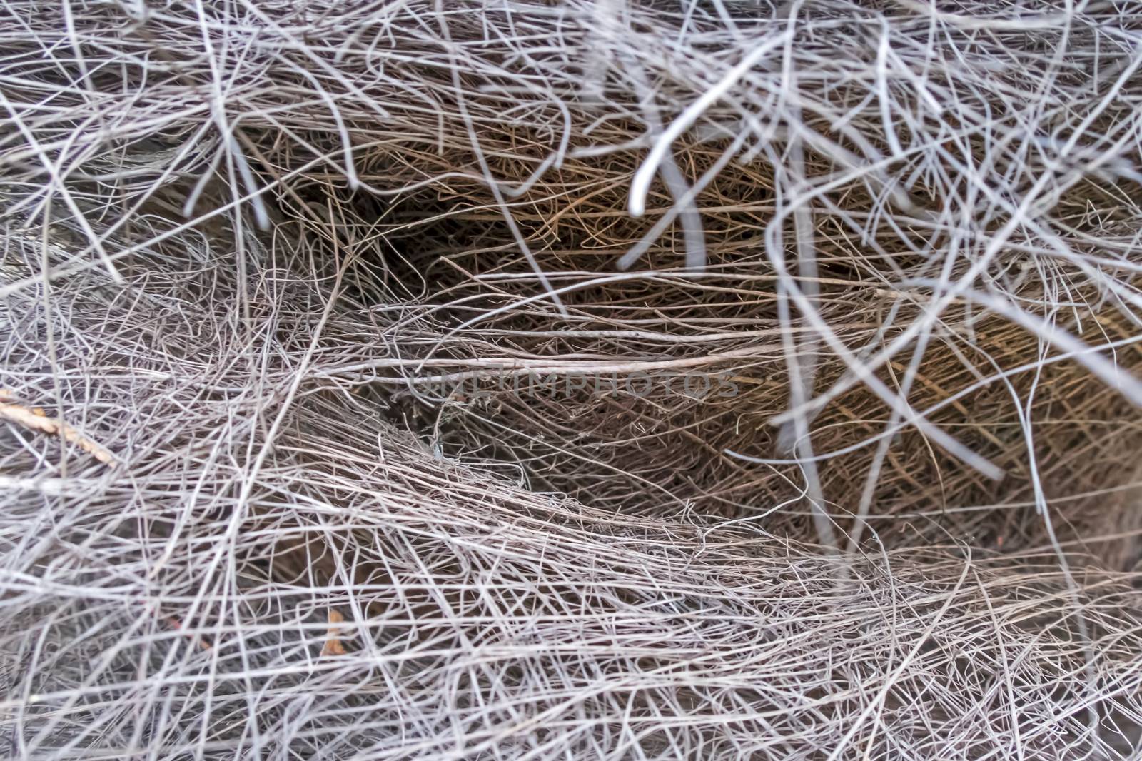 close up bird nest with bushes in nature by yilmazsavaskandag