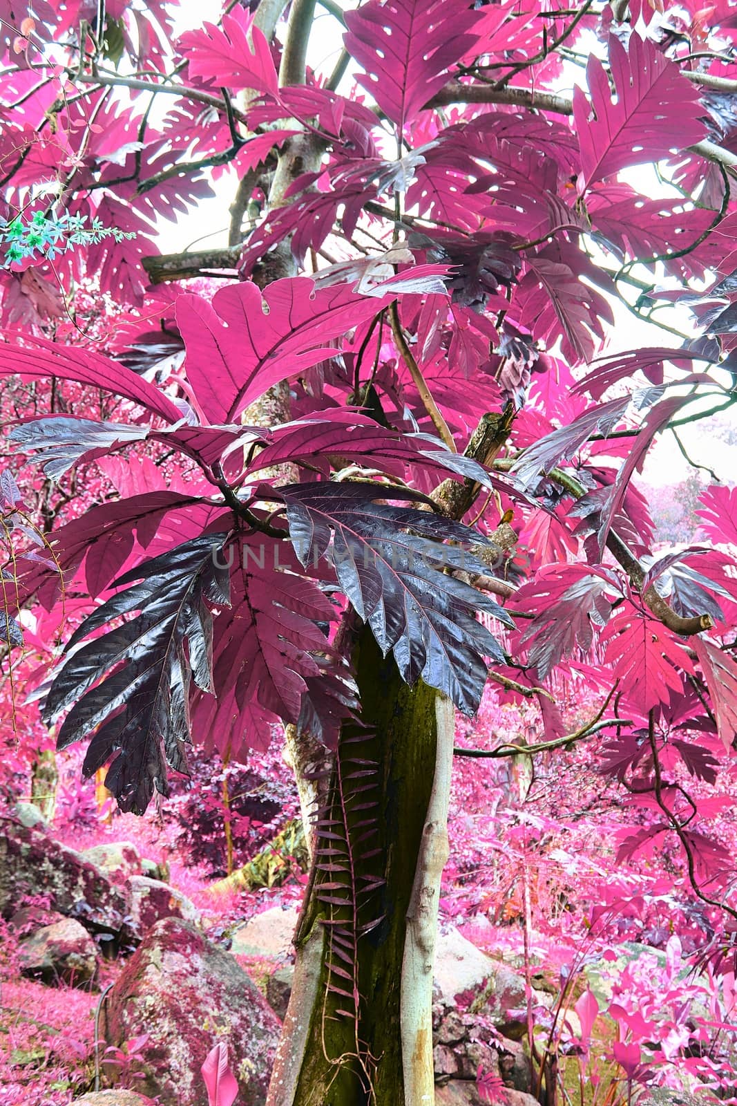 Beautiful infrared close up shots of tropical plant leaves taken on the tropical Seychelles islands