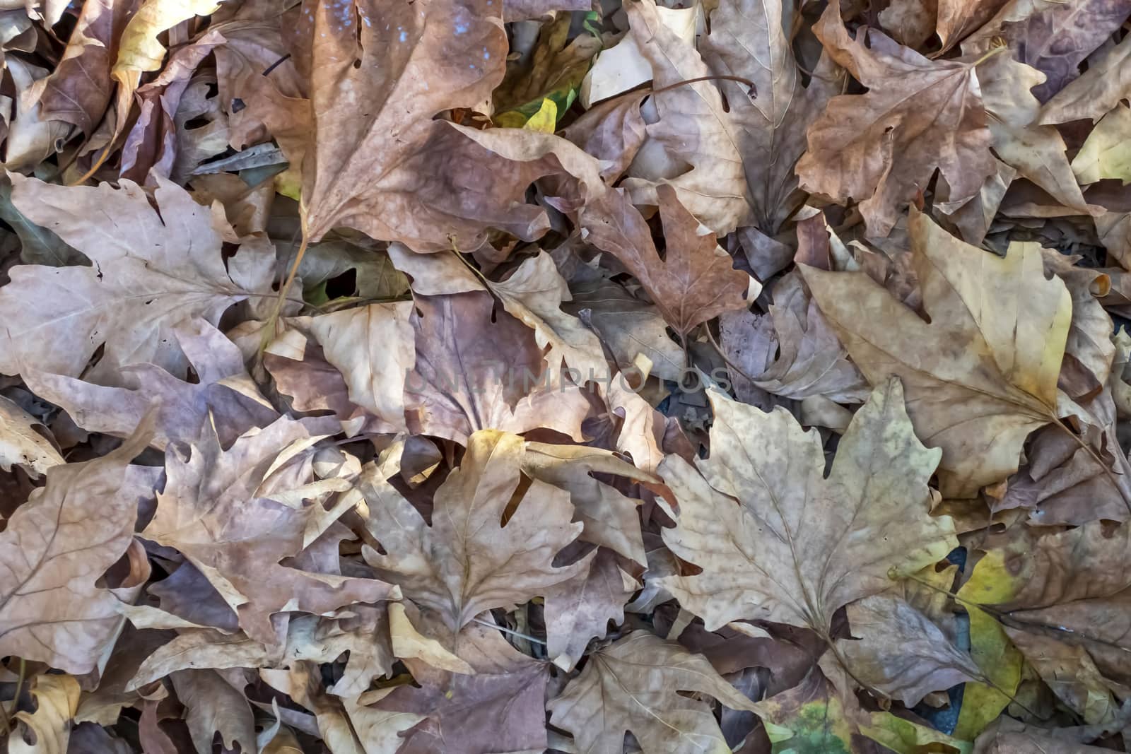 close up fallen autumn leaves in nature