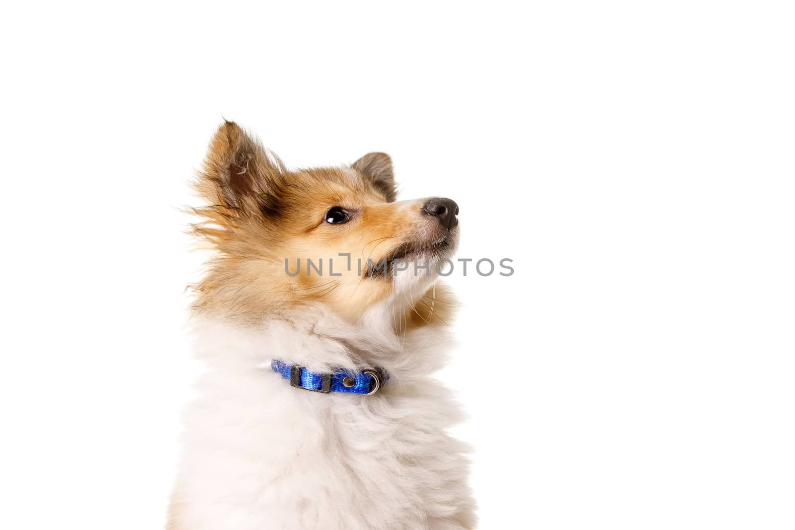 Sheltie puppy isolated on a white background