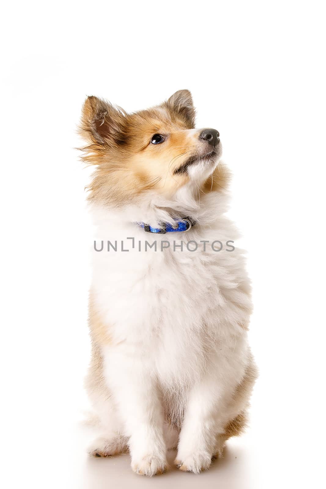 Sheltie puppy isolated on a white background