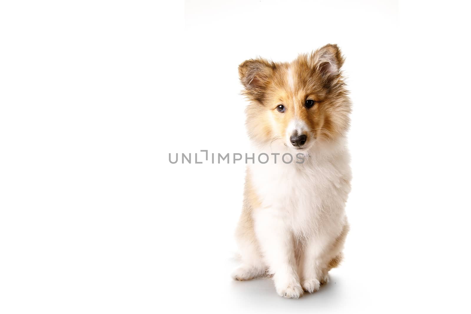 Sheltie puppy isolated on a white background