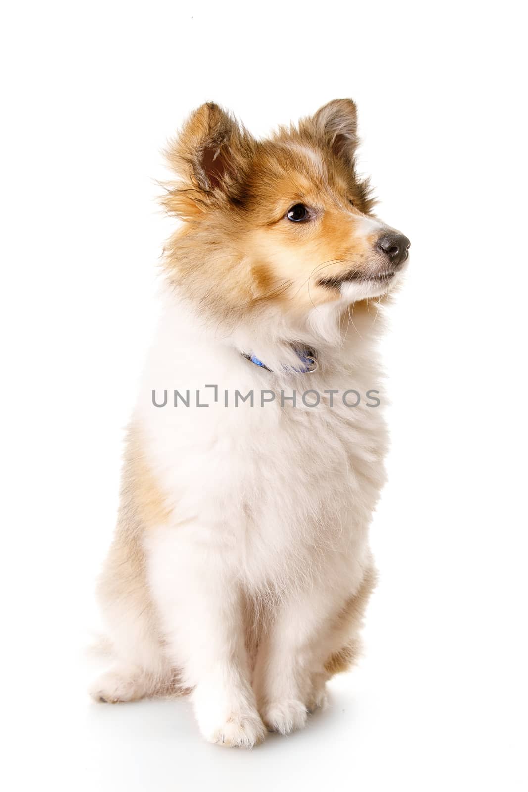 Sheltie puppy isolated on a white background. by 9parusnikov