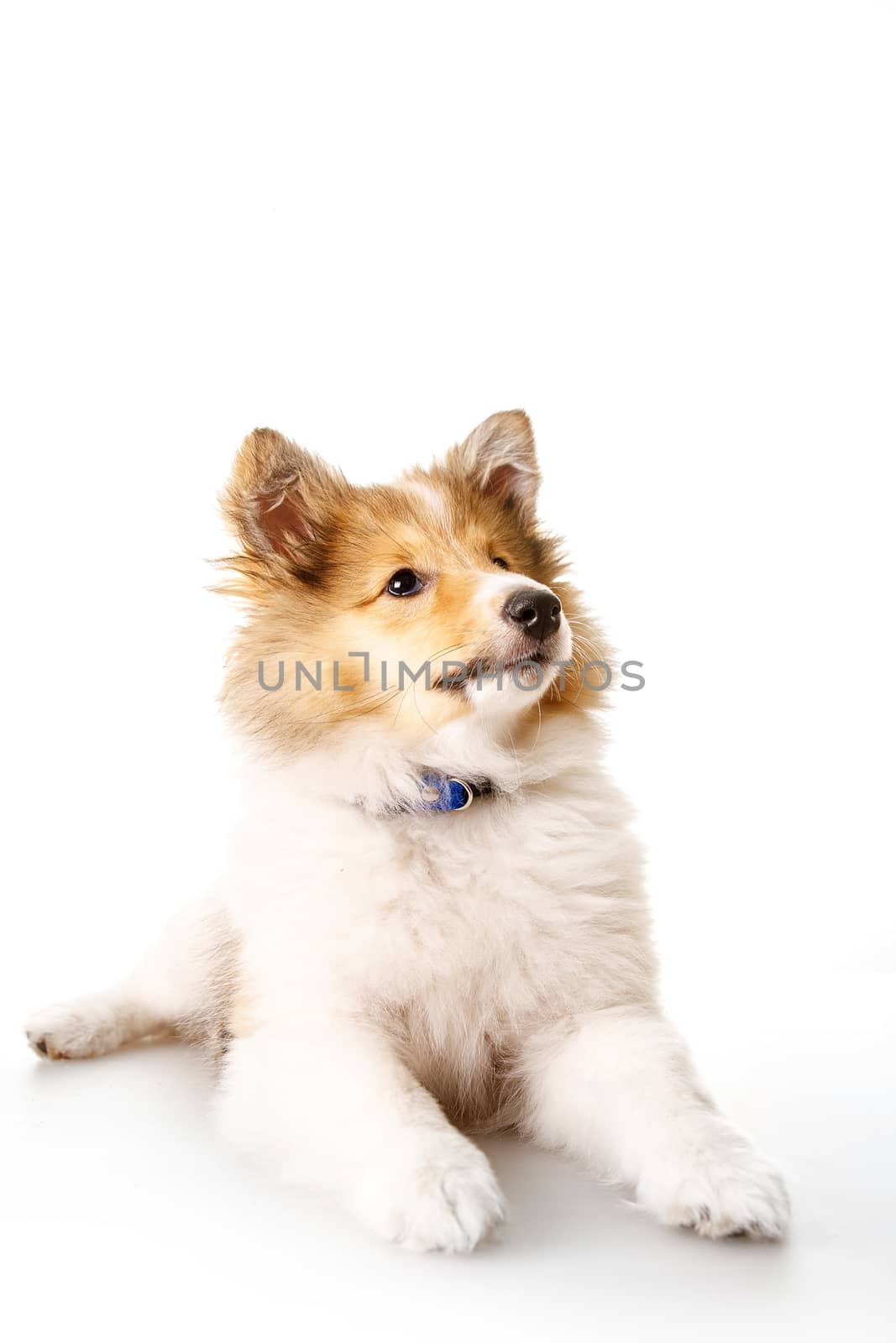 Sheltie puppy isolated on a white background
