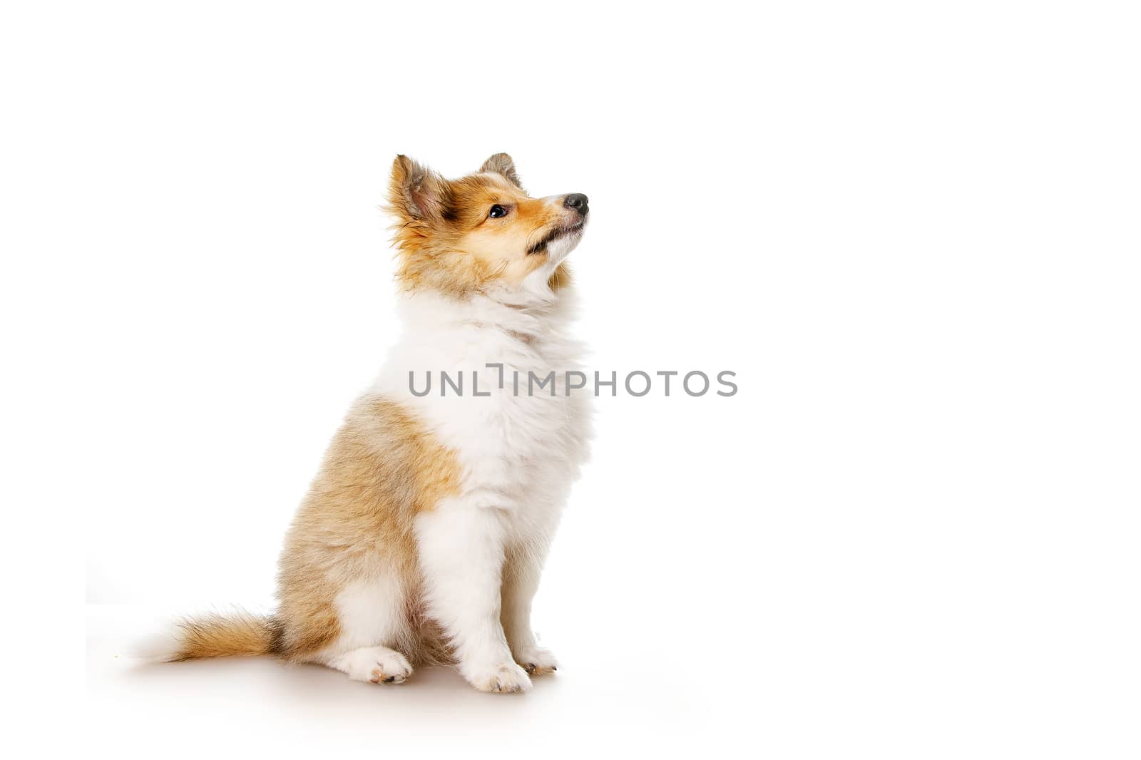 Sheltie puppy isolated on a white background. by 9parusnikov