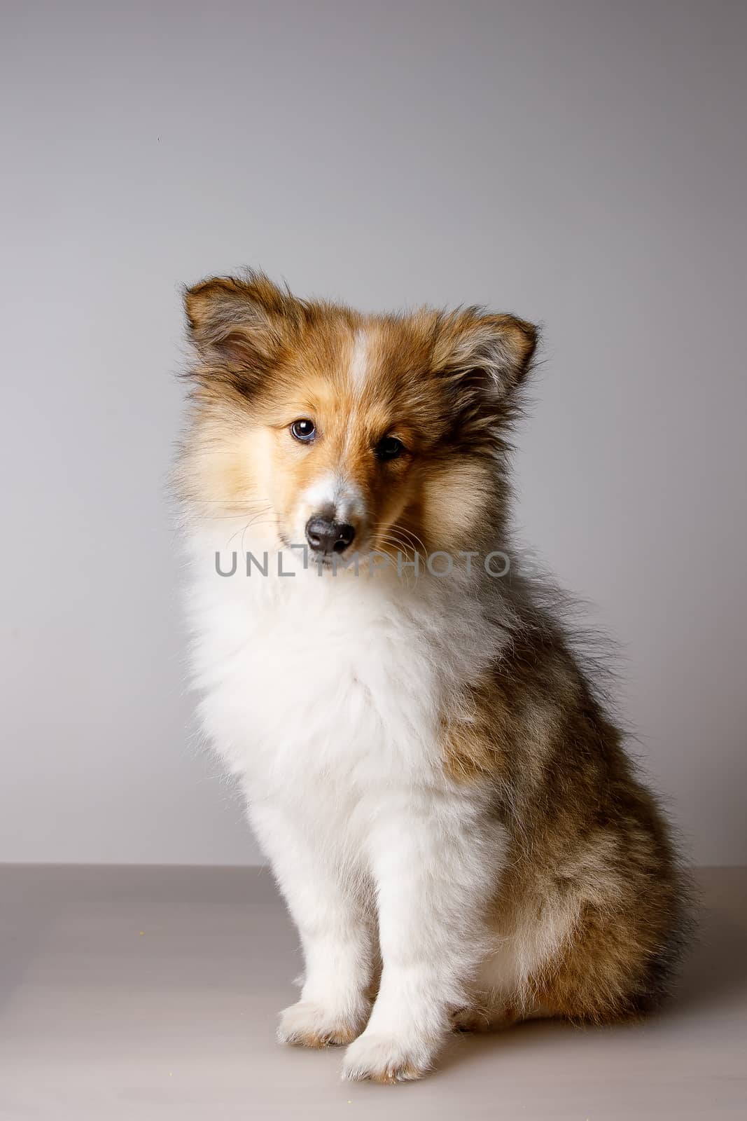 Sheltie puppy portrait on a gray background. by 9parusnikov