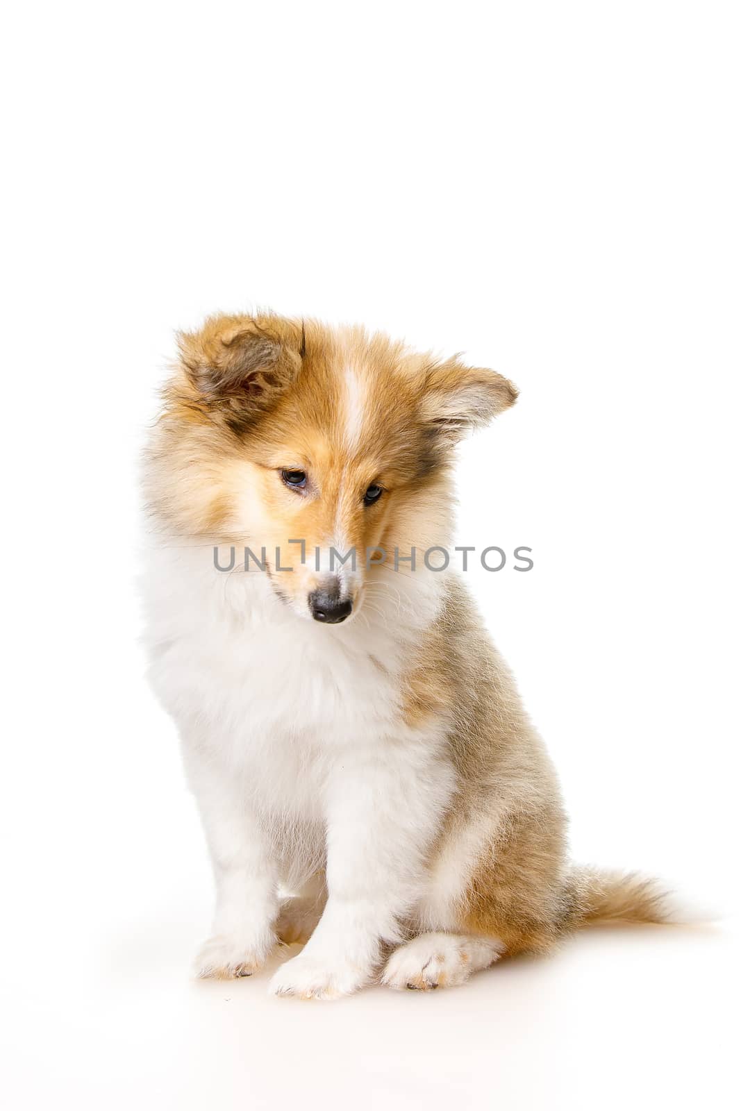 Sheltie puppy isolated on a white background