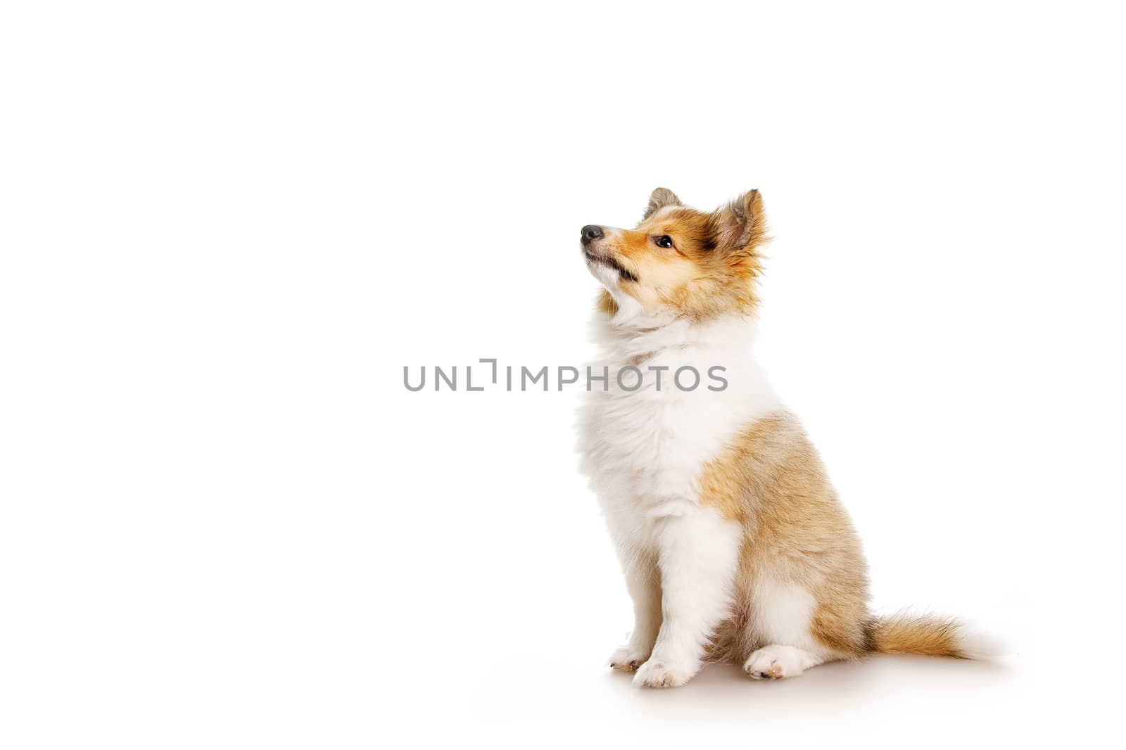 Sheltie puppy isolated on a white background