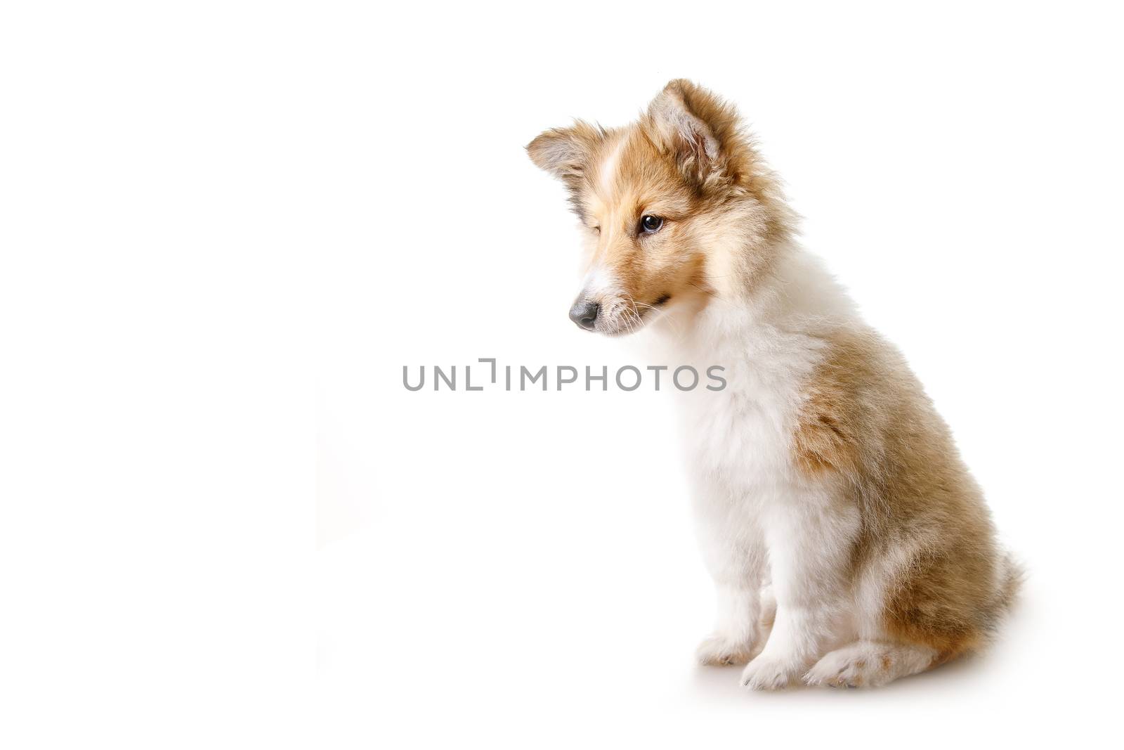 Fox isolated on a white background. by 9parusnikov