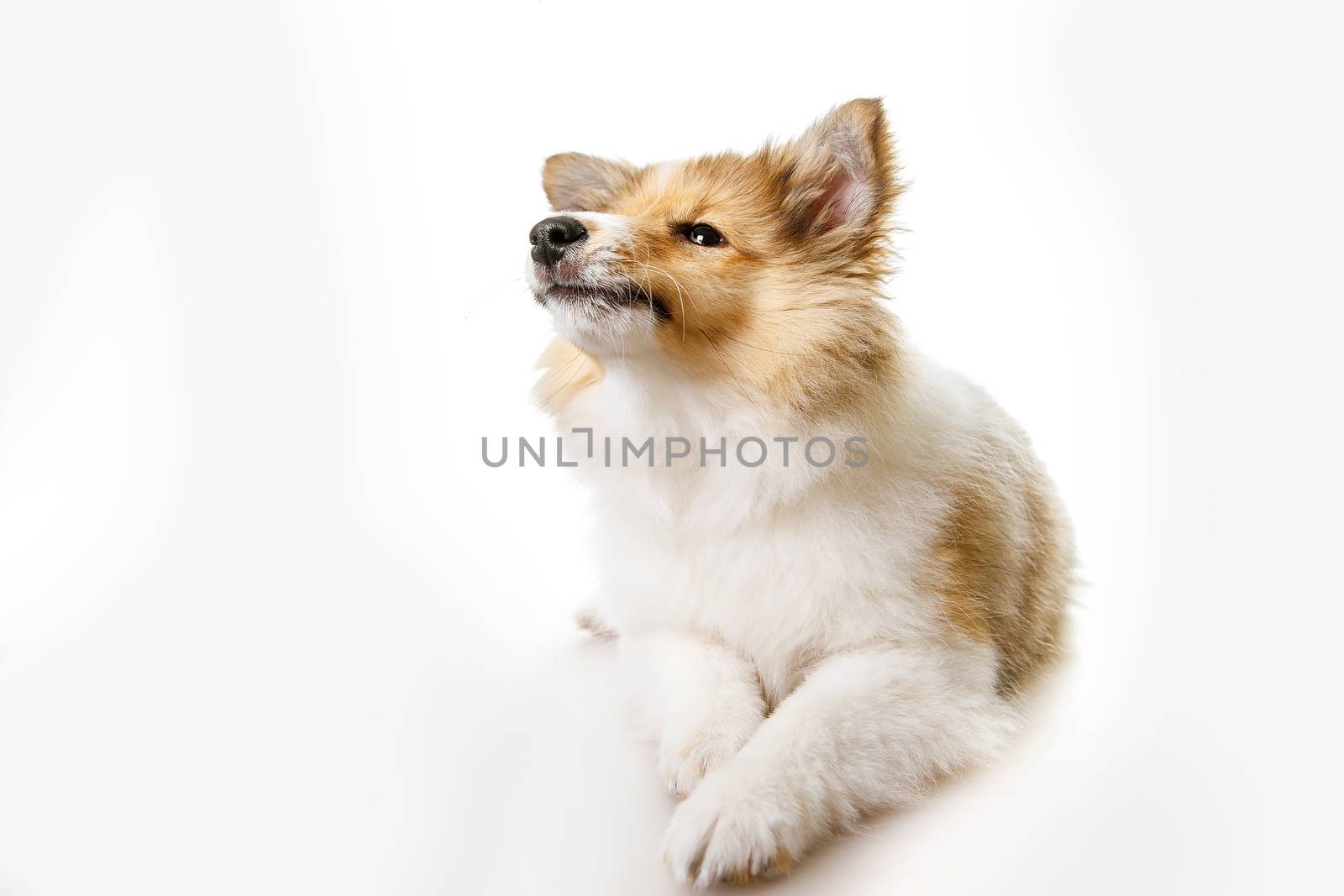 Fox isolated on a white background