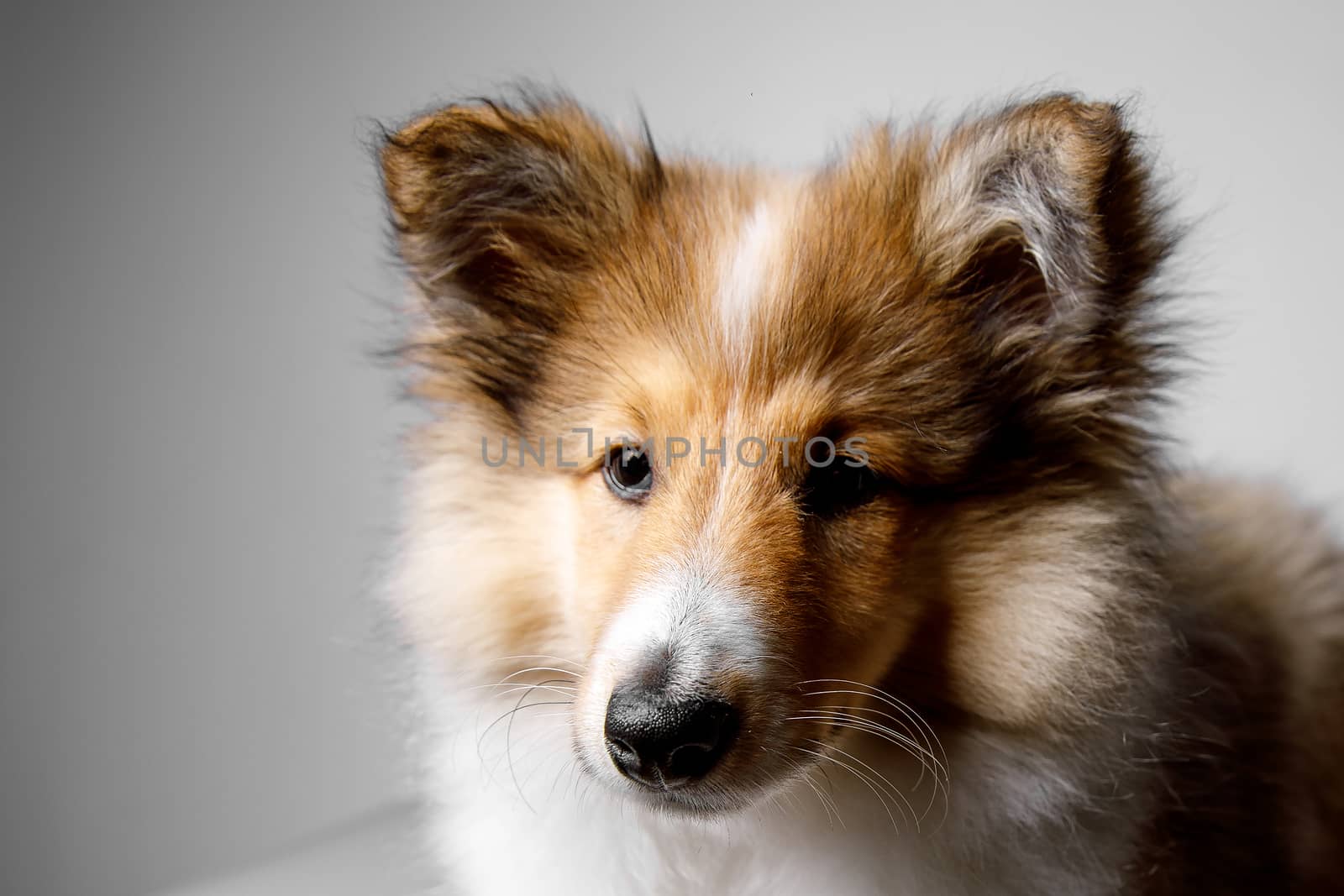 Sheltie puppy portrait on a gray background. by 9parusnikov